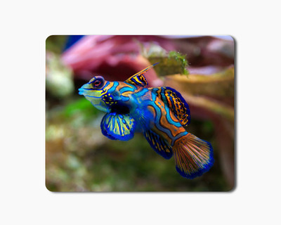 

iKraft Mouse Pad 18x22cm Non-Slip Rubber Colorful Mandarin Fish Printed Gaming Mouse Pad Mate for Home Office Mousepad(Multicolor)