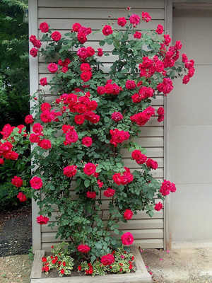 

ROSEMERC imported red climbing rose(30 per pocket) Seed(30 per packet)