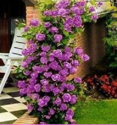 

ROSEMERC purple climbing rose(30 per pocket) Seed(30 per packet)