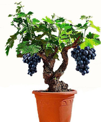 ROSEMERC imported BONSAI SWEET GRAPES GRAPE VINE TREE(50 per pocket) Seed(50 per packet)