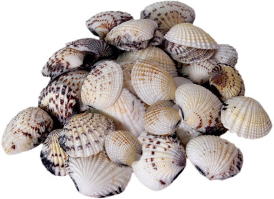 

Avmart Sea Shells For home Decor, Aquarium, Pack of 3 (300 gms) Shale Planted Substrate(Multicolor)