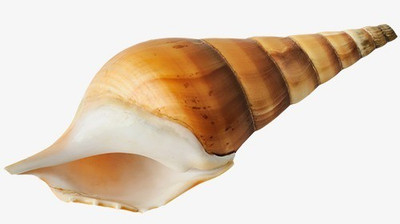 

ZEVORA Sea Shells For home Decor, Aquarium, Pack of 3 (300 gms) Shale Planted Substrate(Brown)
