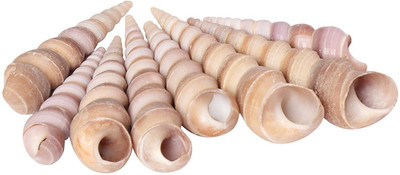 

AVMART Sea Shells For home Decor, Aquarium, Pack of 3 (300 gms)