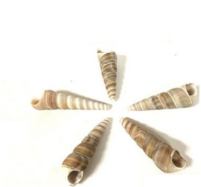 

ZEVORA Sea Shells For home Decor, Aquarium, Pack of 3 (300 gms)