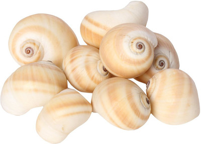 

ZEVORA Sea Shells For home Decor, Aquarium, Pack of 3 (300 gms) Shale Planted Substrate(Multicolor)