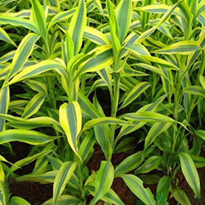 

ELIF Chlorophytum Seeds Seed(200 per packet)