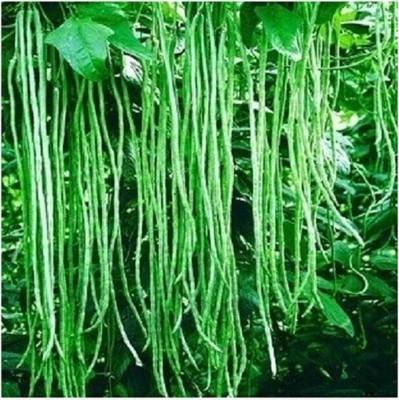 

ELIF Imported Bonsai/Organic Green loosened beans seed vegetable Seed(40 per packet)