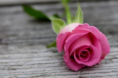 

ELIF Rose Seed(40 per packet)