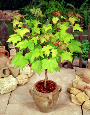 

ELIF maple Seed(10 per packet)