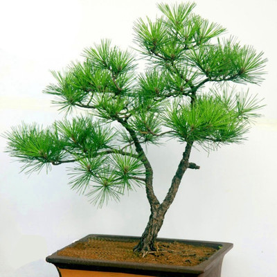 

ELIF Japanese Ornamental Potted Pine Seeds Seed(200 per packet)