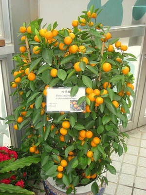 

ELIF Imported Bonsai Organic ORANGE Japonica Potted/Balcony, Indoor/Outdoor Plant Seed(20 per packet)