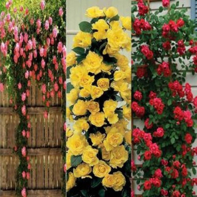 

Elif Imported Rose seed Combo Beautiful Climbing YELLOW + RED + PINK ROSE PLANT Seed(30 per packet)