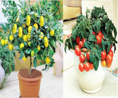 

Elif Imported Bonsai Tomato +, bonsai Lemon plant Seed(25 per packet)