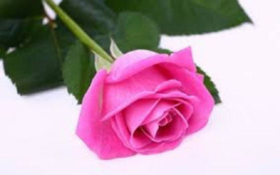 

ELIF Rose Seed(20 per packet)
