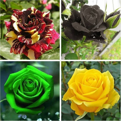 

ELIF Gardens Rare Exotic Rose Flower Seeds Combo - Black Yellow Green Red-Yellow Seed(40 per packet)