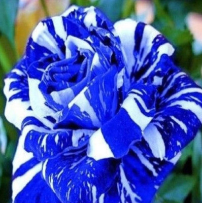 

ELIF Rose Seed(200 per packet)