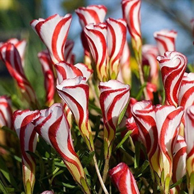 ELIF Oxalis Versicolor Flowers Seed(50 per packet)