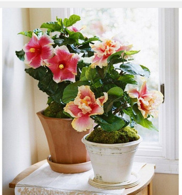 

ELIF IMPORTED BONSAI POTTED/BALCONY RED HIBISCUS PLANT Seed(42 per packet)