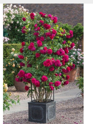 

ELIF Imported RED ROSE PLANT Seed(30 per packet)