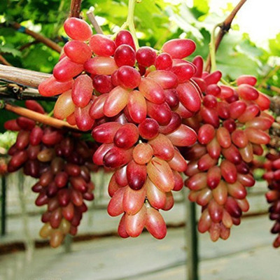 Priyathams Red Grape Seed(100 per packet)