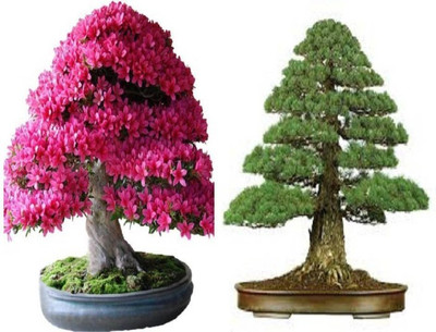 

ELIF Imported Bonsai Indoor Japanese Sakura + Rainbow red maple Tree Seed(20 per packet)