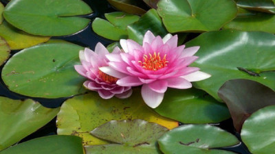 

ELIF LOTUS ALL SEASON FLOWER SEED PACK OF 10 SEED PER PACKET Seed(20 per packet)