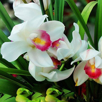 

ELIF Pink White Cymbidium Orchid Flower Seed(200 per packet)