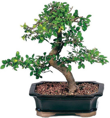 

Elif Chinese Elm Seed(5 per packet)