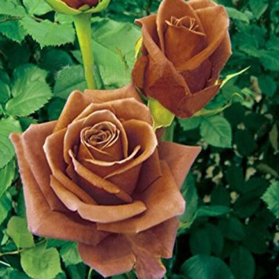 

ELIF Rose Seed(100 per packet)