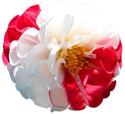 

ELIF Beautiful Perennial Flower Seed(200 per packet)