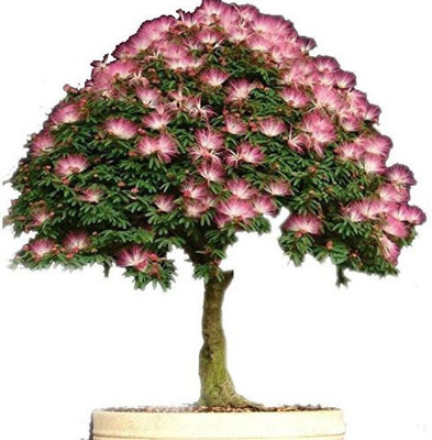 

ELIF Bonsai Albizia Flower seeds called Mimosa Silk Tree Seed(40 per packet)