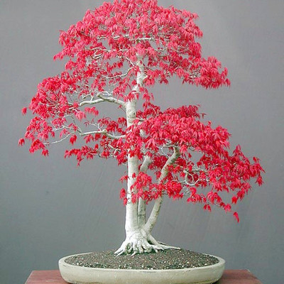 

ELIF Red Maple Bonsai Tree Seed(40 per packet)