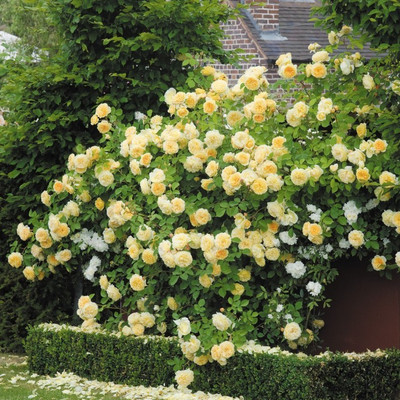 

ELIF Rose Seed(40 per packet)