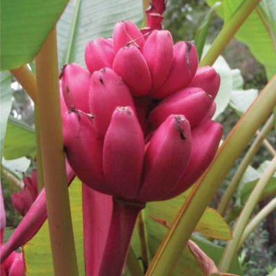 

ELIF Imported Mini Rare Dwarf RED Banana Tree Seeds Mini Bonsai Garden Potted plant Seed(40 per packet)