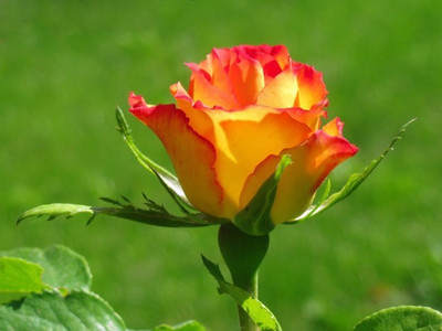 ELIF Rose Yellow Pink Tiped Seed(40 per packet)