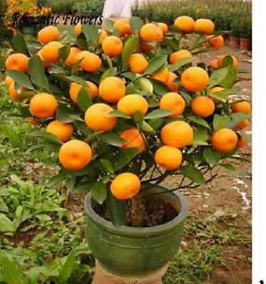 

ELIF Bonsai Imported MANDARIN ORANGE PLANT Seed(60 per packet)