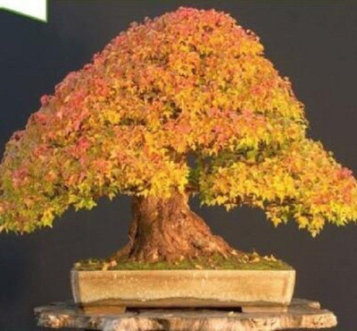 

ELIF Bonsai Imported Rare Sky Golden Mapl Seed(20 per packet)