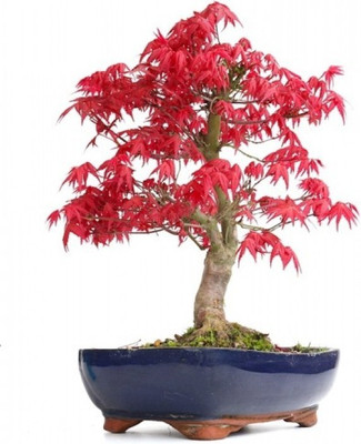 

Priyathams BONSAI Japanese Beautiful Red Maple tree Seed(20 per packet)