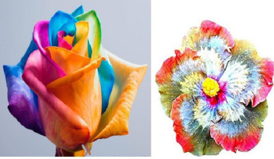 

ELIF Imported BEAUTIFUL RAINBOW ROSE PANT SEED + Imported GIANT RAINBOW HIBISCUS PLANT Seed(80 per packet)