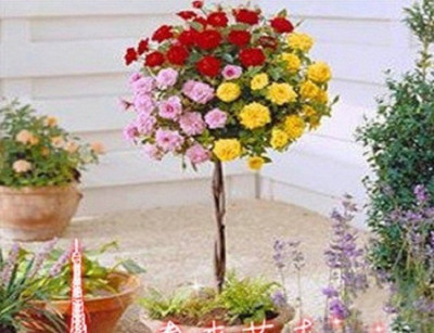 

ELIF rare rose tree seeds Chinese rose, color bonsai tree roses , plant Seed(10 per packet)