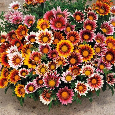 

ELIF Gazania Flower Seeds Seed(20 per packet)