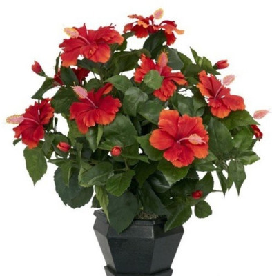 

ELIF Imported BONSAI HIBISCUS (MANDARA PLANT) (POTTED/BALCONY/INDOOR) PLANT Seed(40 per packet)