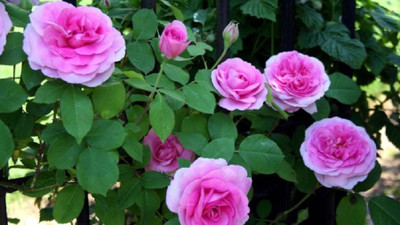 

ELIF Pink white Climbing Rose Seed(20 per packet)