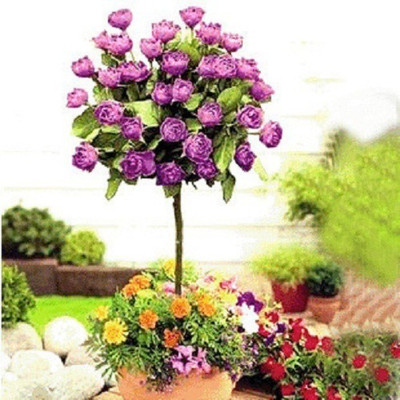 

Elif Bonsai rare rose tree seeds Chinese rose , color bonsai tree roses , plant Seed(5 per packet)