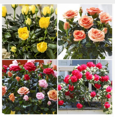 

ELIF IMPORTED BONSAI WORLDS RARE 4 COLORS OF ROSE PLANT Seed(40 per packet)
