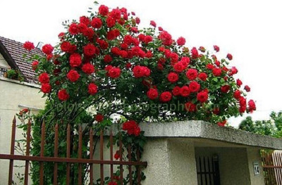 

ELIF Imported Worlds Rare Beautiful RED CLIMBING ROSE PLANT Seed(22 per packet)