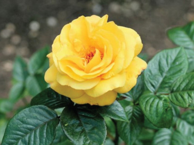 ROSEMERC IMPORTED yellow rose (100 per pocket) Seed(100 per packet)