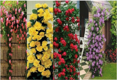 

ELIF Rare 4 Types Climbing Rose seeds (10 seeds each) Seed(80 per packet)