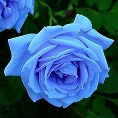 

ROSEMERC BEAUTIFULL ROSE BLUE (100 per pocket) Seed(100 per packet)