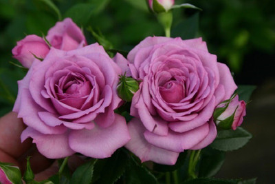 

ELIF Azalea Gardens Rare Lavender Rose 20 Seed(40 per packet)